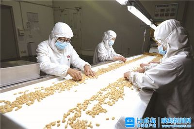 “金豆豆”托起致富梦 中粮山萃花生制品（威海）的产业振兴之路